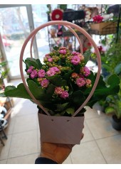 Şık Çantada Kalanşör Çiçeği Şık Çantada Kalanşör Çiçeği